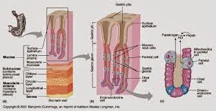  Drugs Use for Gastro-intestinal System, Anti Ulcer Drugs, Digestants, Antiemetics, Anti Diarrheal Drugs, Laxatives, Anti Acids and Antiflatulents, Anti Spasmodic Drugs, Drugs Used Topically for Mouth, gestro in urdu