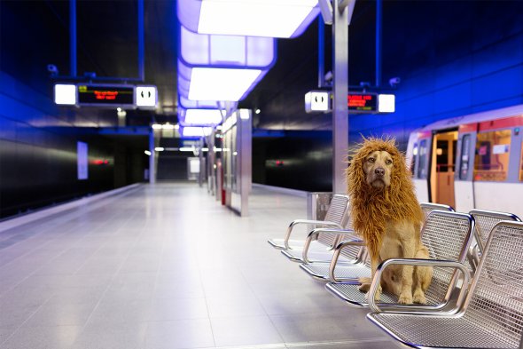 Julia Marie Werner fotografia cão cachorro fantasiado como leão cidade grande big city lion