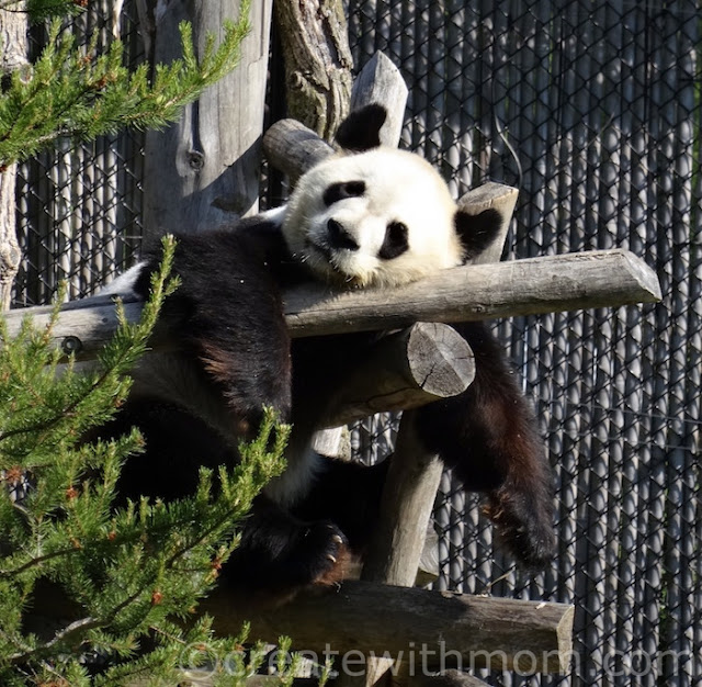 giant tiger panda