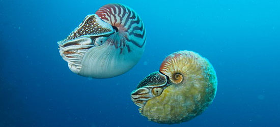 Nautilus pompilius (esquerda), e o raro Allonautilus scrobiculatus (direita)