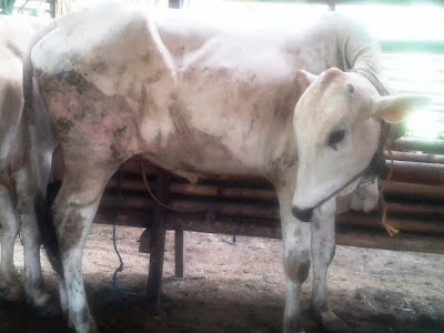 harga sapi qurban kurban 2013 250h RSJFD