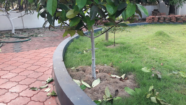 മാങ്കോസ്റ്റീൻ Purple Mangosteen tree  Family: Clusiaceae  Botanical Name:  Garcinia mangostana  Propagation: Seed, Grafting