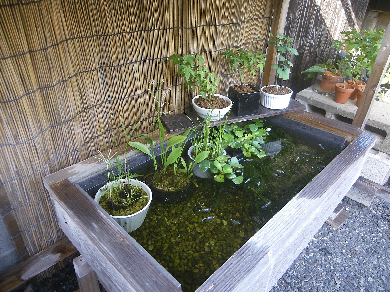 5月ですが暑い日が続き メダカのビオトープに足し水をしています メダカの大工