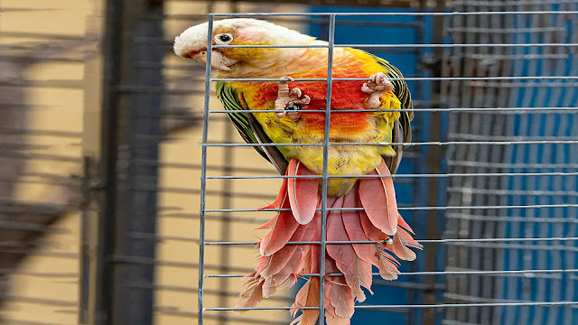 Green-Cheeked Conure