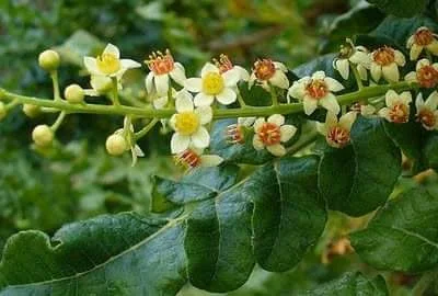 Did you know that Boswellia serrata or Shallaki is a decidous plant that is native to India which produces the fragrant resin commonly known as Indian olibanum, Indian frankincense?
