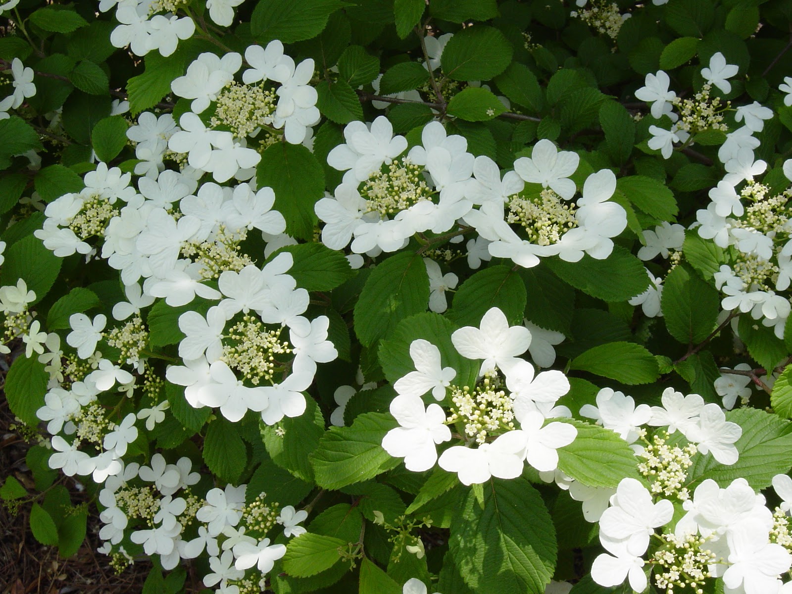 Care Of Hydrangeas