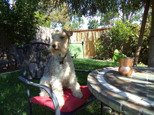 Wire Fox Terrier, Cooper with his copper cup - tipsyterrier.blogspot.com