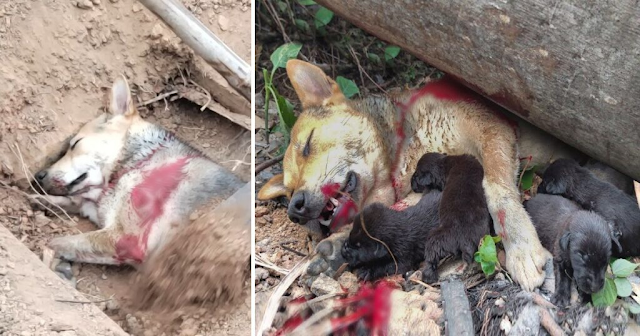 A heartbreaking sight unfolds as an unfortunate dog grapples with a massive tumor, suffering in agony, collapsed, and desperately crying out for help
