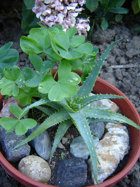 jardin de la sauvagine aloe vera savila flore du