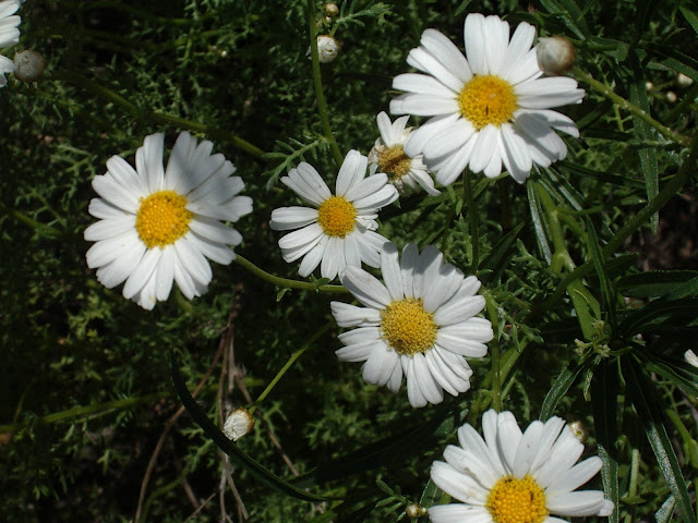 Argyranthemum adauctum subsp. gracile