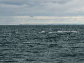   beluga wal, beluga whale facts, beluga whale species, beluga whale size, beluga whales, beluga whale predators, where do beluga whales live, beluga whale habitat, beluga whale scientific name