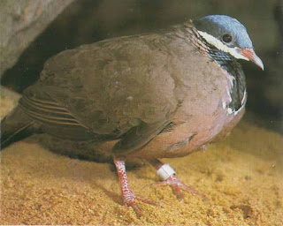 paloma perdiz cubana Starnoenas cyanocephala