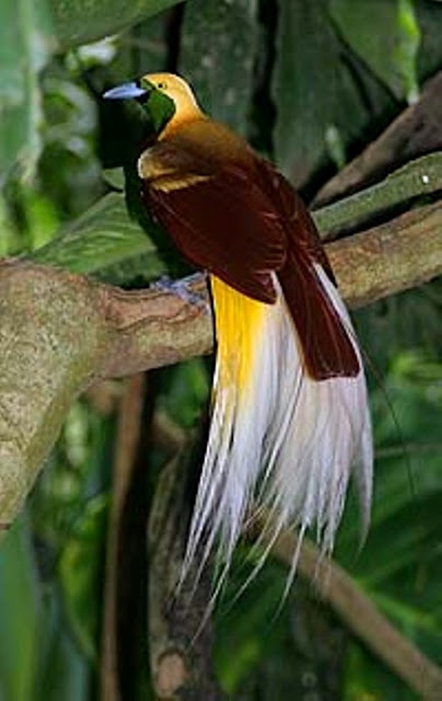 Photo Bird Of Paradise