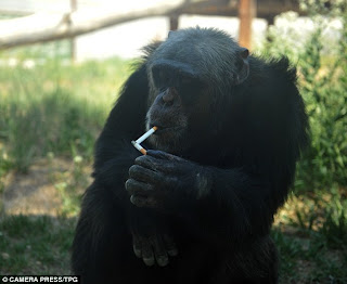 Smoker and Drunken Chimpanzee