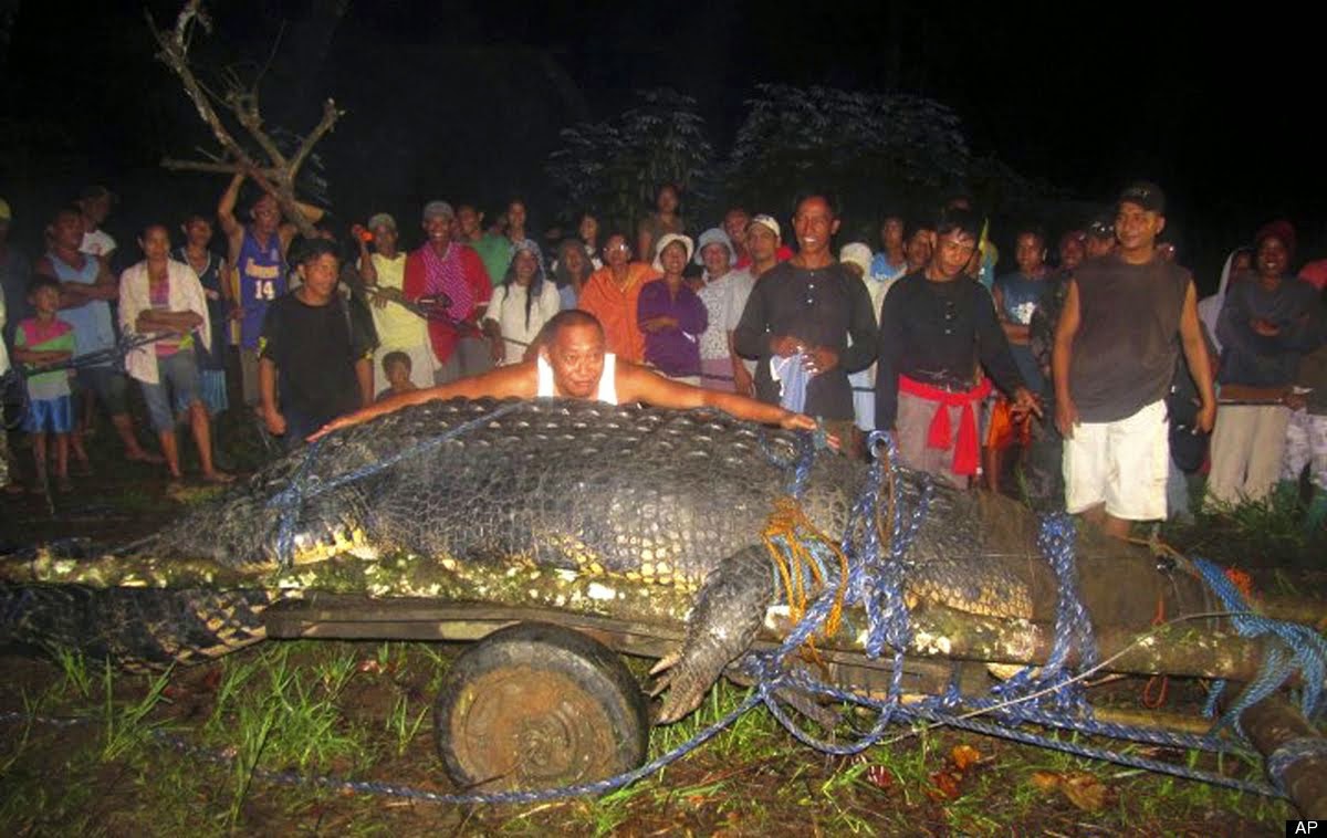 Buaya Terbesar Di Dunia Sepanjang Sejarah Images Hewan Lucu