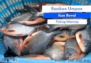 Racikan Umpan Ikan Bawal Paling Jitu