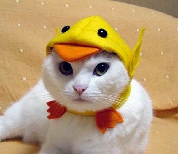 cute cat with yellow funny cap.jpg