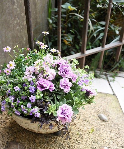 八重ペチュニアの寄せ植え