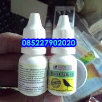 doping minuman buat pleci lomba, doping pleci harian, harga doping pleci, doping pleci juara, doping pleci jawara, doping terbaik burung pleci jawara