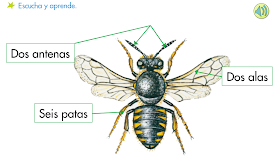 http://primerodecarlos.com/SEGUNDO_PRIMARIA/diciembre/Unidad5/actividades/cono/aprende_anfibios.swf