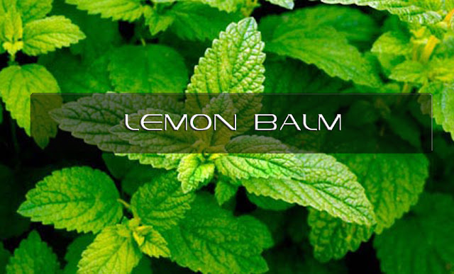 Lemon Balm (Melissa officinalis)