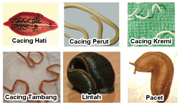 Kelompok Hewan  Invertebrata  dan Vertebrata