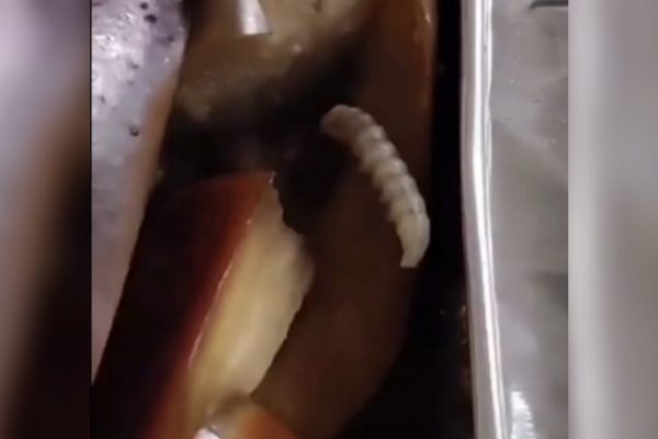 Alunos acham larvas e cabelo em comida do restaurante da Ufes Alunos acham larvas e cabelo em comida do restaurante da Ufes