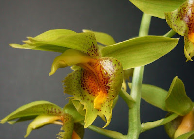 Catasetum triodon care and culture