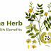 10 Amazing Senna Herb Tea Health Benefits