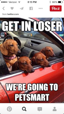 Funny dog pictures : Get into the car NOW