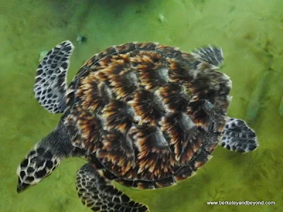 Hawk's Bill sea turtle at Kula Eco Park in Fiji