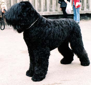 Black Russian Terrier Pic