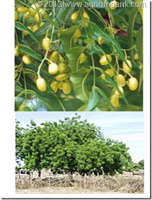 neemtree