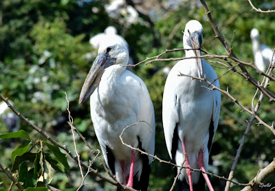 Ranganathittu Bird Sanctuary, traveldiaryofpallab, traveldiary1234