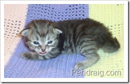 Image of Silver Siberian Kitten.