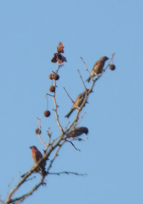 house finches