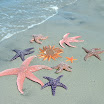Starfish HD 100 Wallpaper Dowload