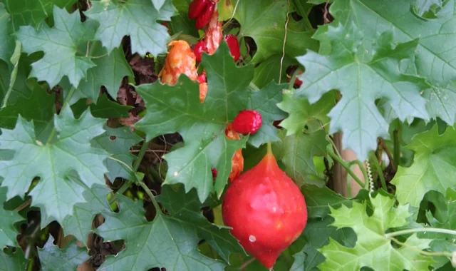 Bankarela (Momordica balsamina)