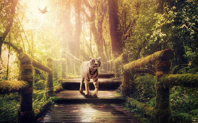 White Tiger, Feline, Forest, Jungle, Sunlight, Animal Images. 