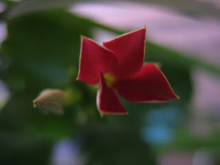 Kalanchoe Red Flower