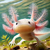 Axolotl: A Unique Amphibian with Remarkable Regeneration