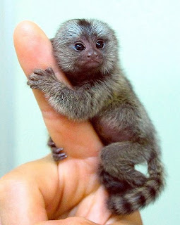 marmoset monkey small unique species pets