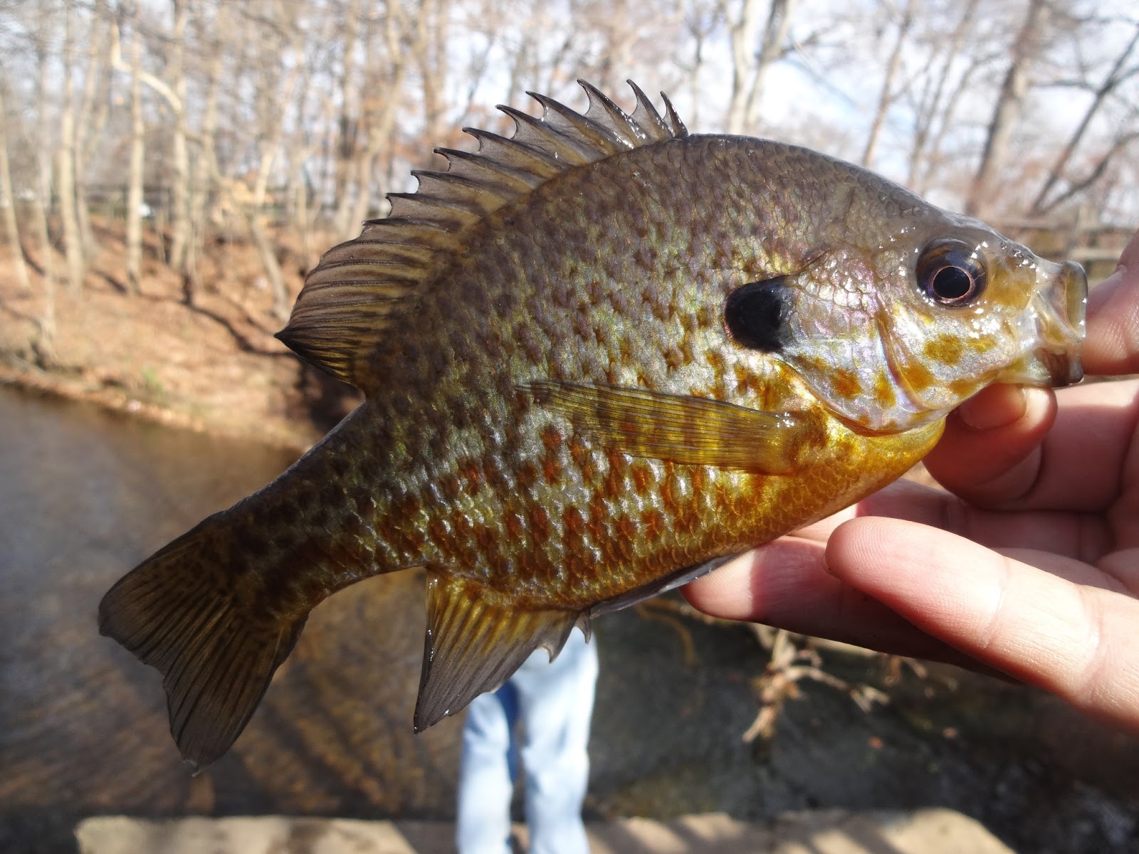 Extreme Philly Fishing: Be a Sunfish Expert: A Simple Guide for