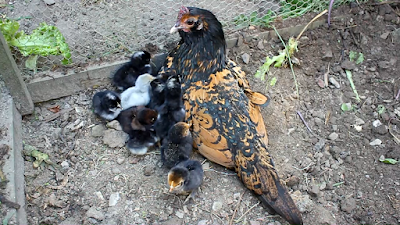 Chicks and hen in a glass greenhouse