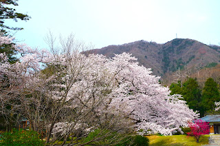 日本新潟縣櫻花盛開季活動！【彌彥村】與【燕市分水地區】！