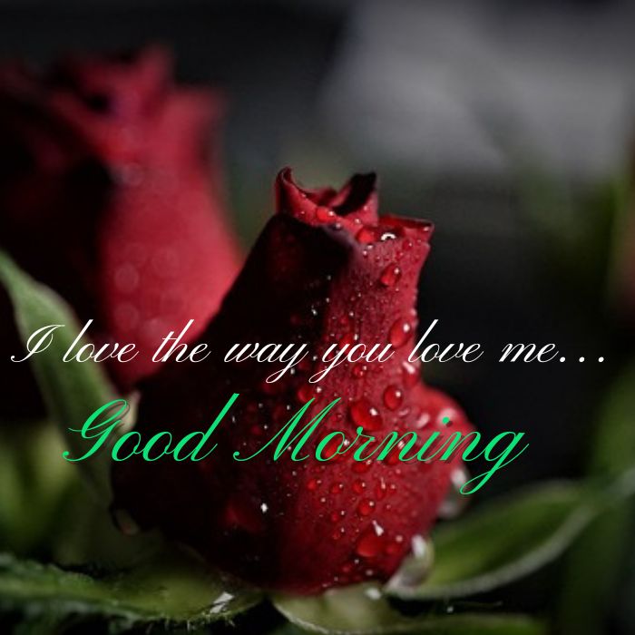 Happy Good Morning Red Rose