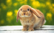 It's Easter time.so I bring you some images of cute bunnies! (widescreen desktop wallpaper cute rabbit widescreen )