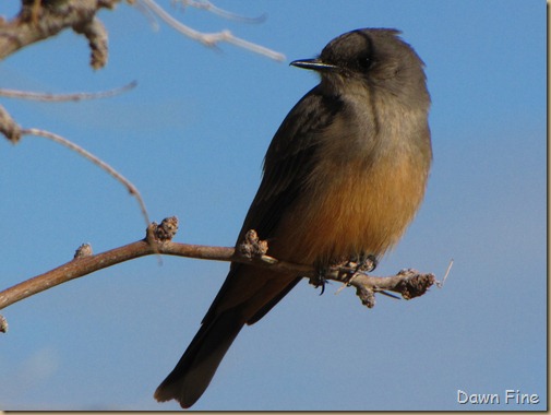 birding with pat_053