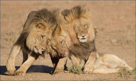 Three lion brothers hang out together