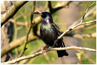 Szpak zwyczajny (Sturnus vulgaris)